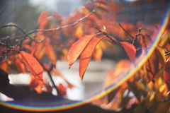 秋の深まりを感じる頃