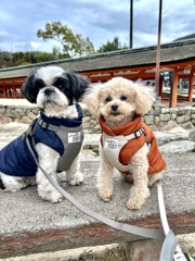愛犬と厳島神社へ
