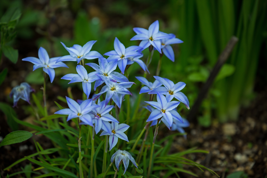 公園の花