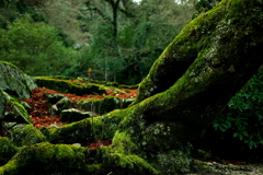 natural beauty