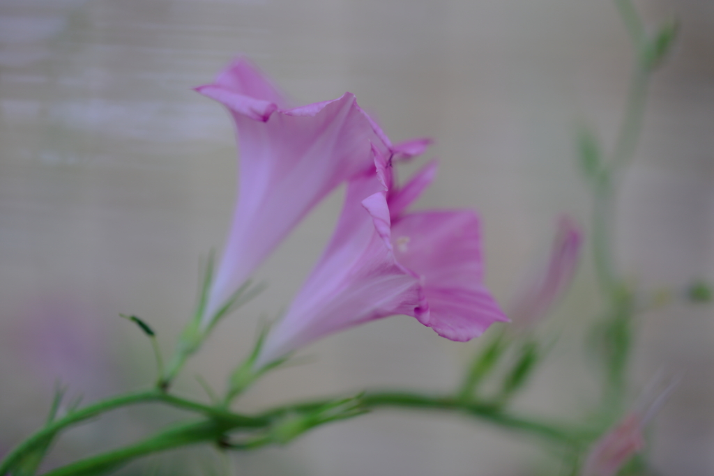 薄化粧