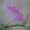 薄化粧