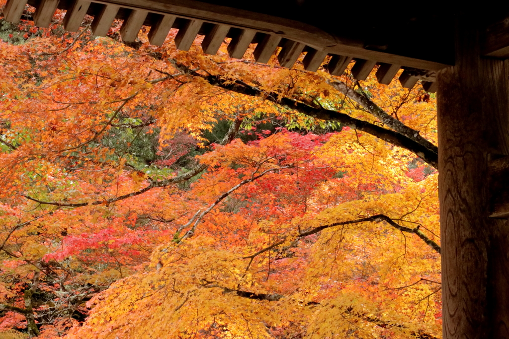 佛通寺の紅葉