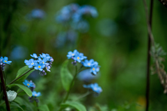 公園の花