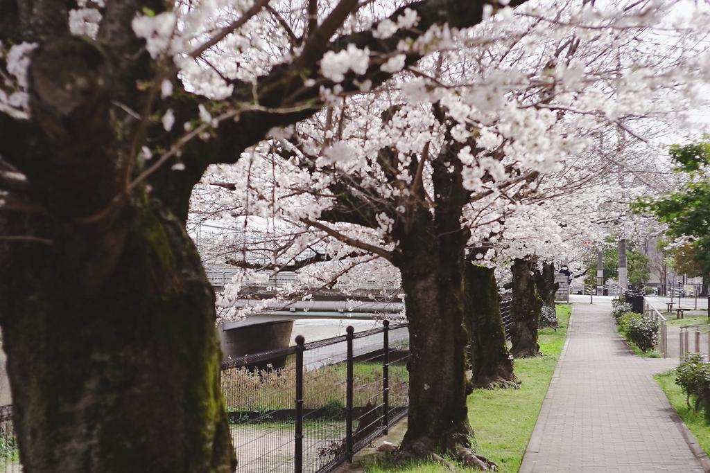 桜の小径②