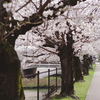 桜の小径②