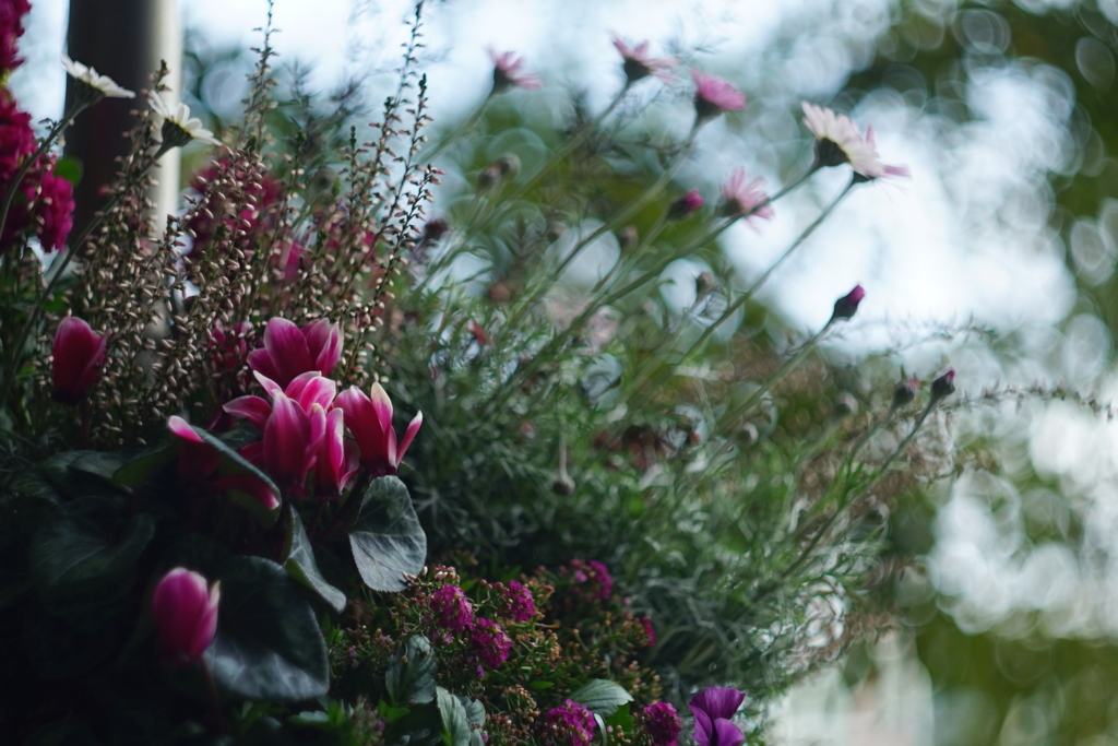 city flowers