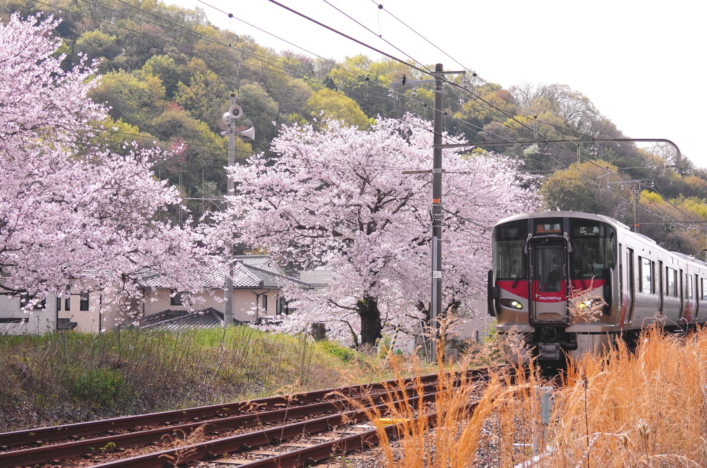 呉線沿線の桜並木