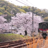 呉線沿線の桜並木