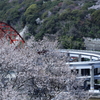 音戸大橋と桜