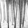 竹林 ②