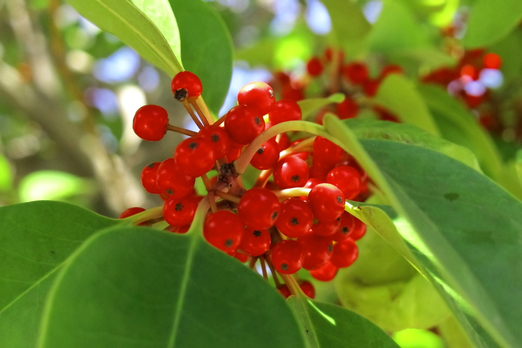 Red fruit