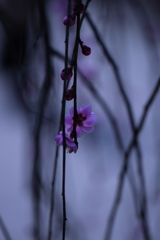 しだれ梅