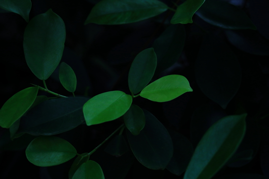 Green leaves