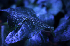青時雨