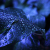 青時雨
