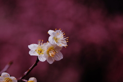 白梅