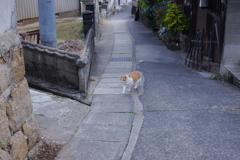 尾道猫