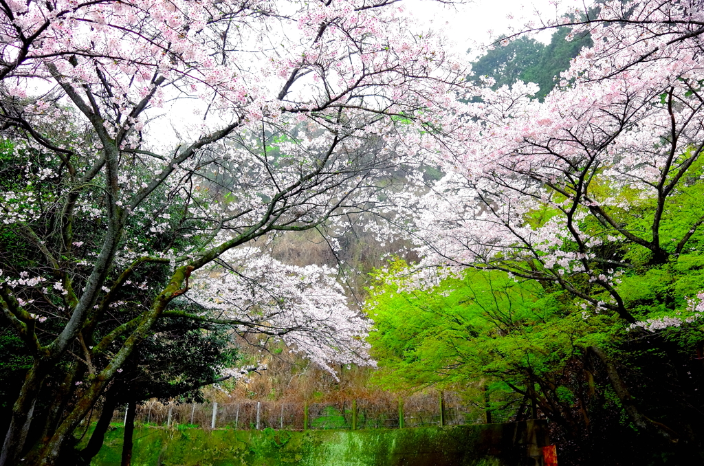 山桜