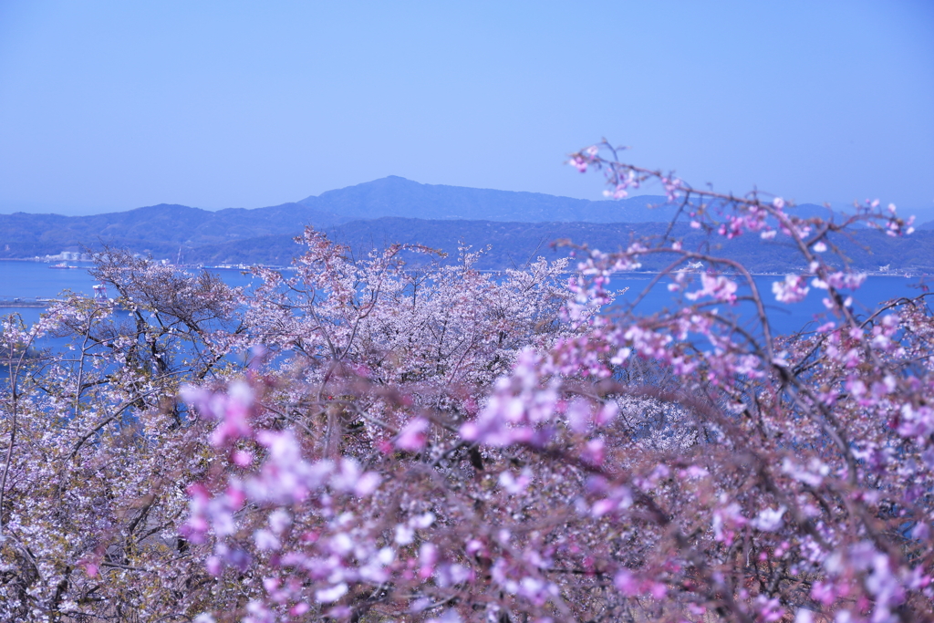 瀬戸内の春