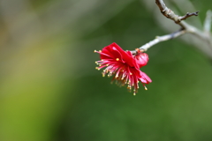 紅梅