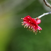 紅梅