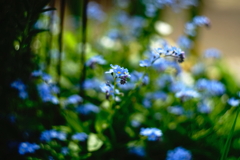 花壇の青い花