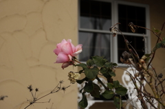 薔薇
