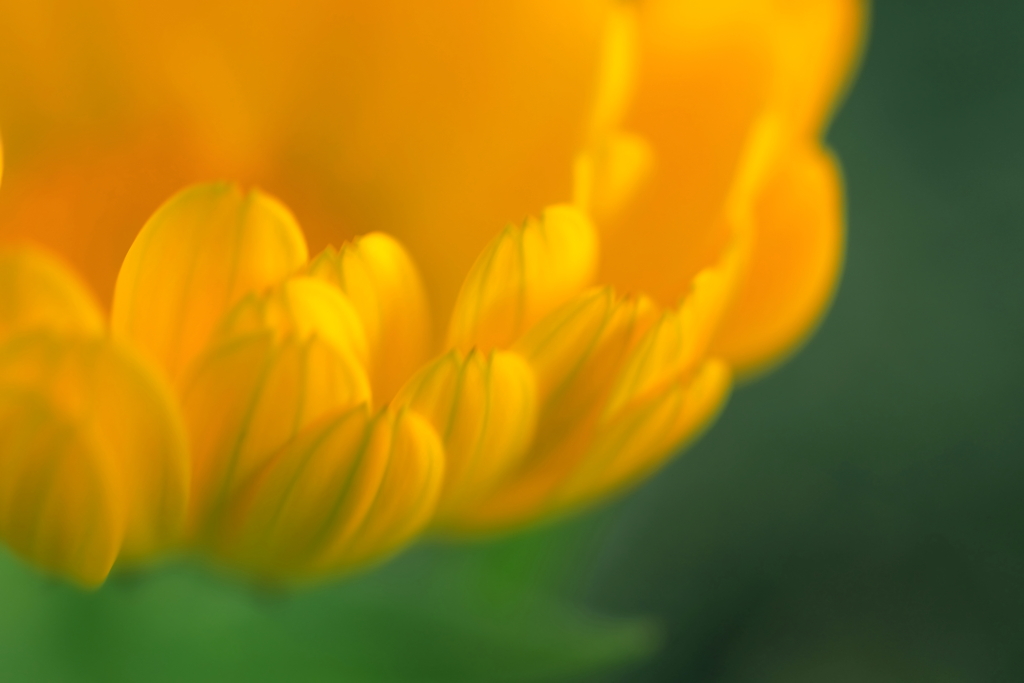 Yellow flower