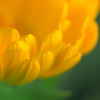 Yellow flower