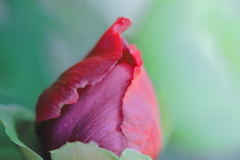 蕾