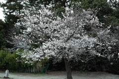 公園の片隅に咲くソメイヨシノ