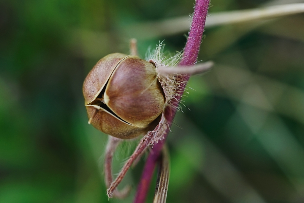 seed