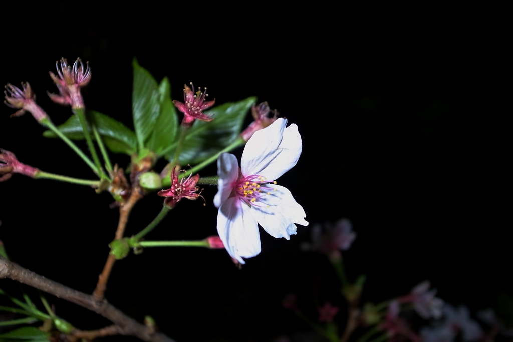 cherry blossoms at night