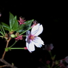 cherry blossoms at night