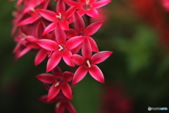 ご近所で見つけた花