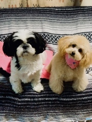 11月1日今日は、ワンワンワン犬の日らしいです。