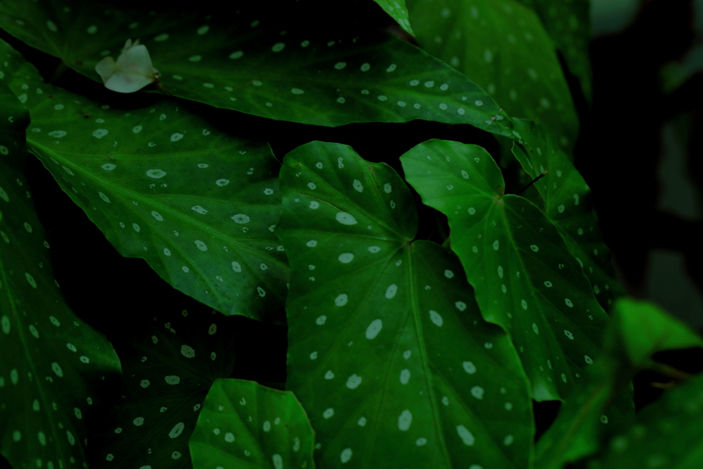 Leaf ②