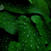 Leaf ②