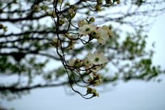 私の思いを受けとめてください　（花言葉）