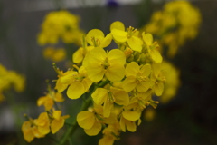 花壇に咲いていた菜の花
