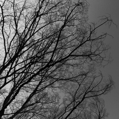 Capillaries