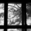 昭和の窓ガラス
