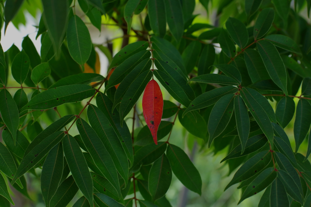 紅一点