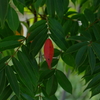 紅一点
