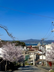 神社から見る桜と景色
