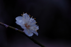 白梅
