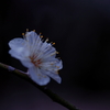 白梅