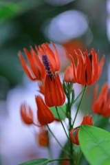 燃ゆる花