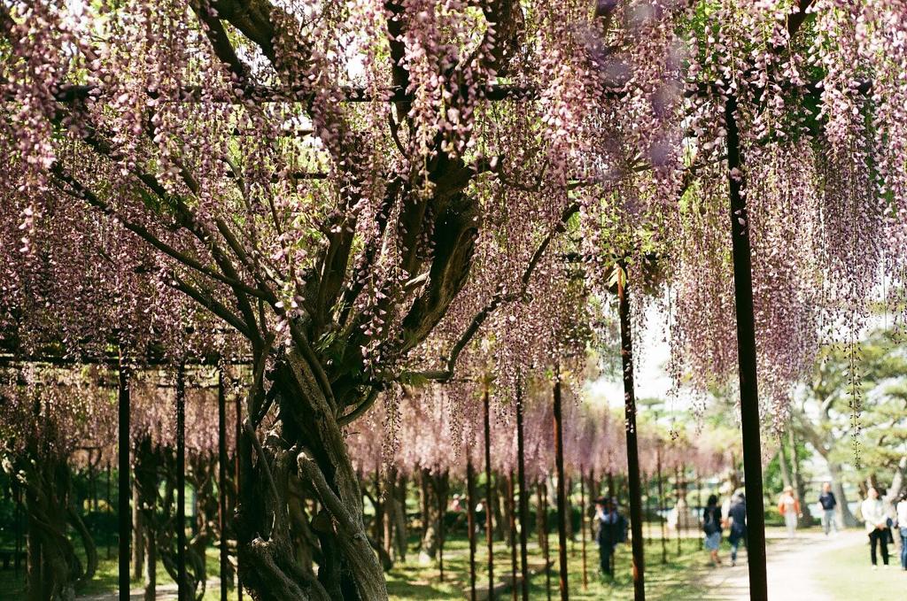 常盤公園　藤の花